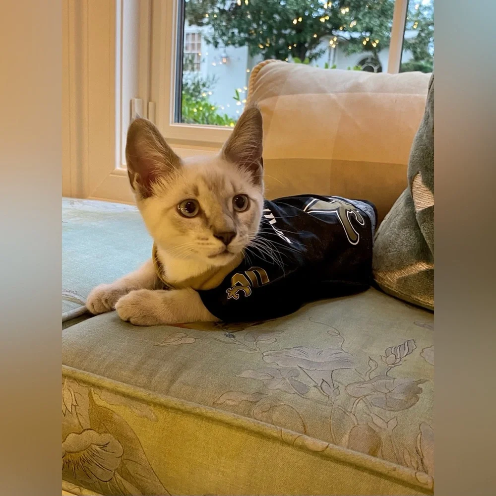 NFL Official New Orleans Saints  extra small pet jersey - Purrfect for kittens!